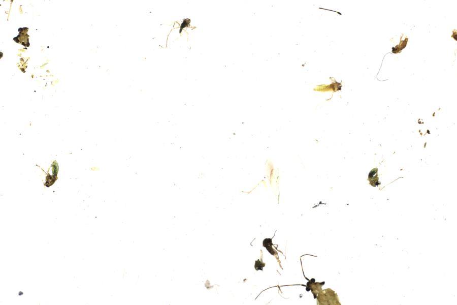 Image 9